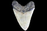 Megalodon Tooth - North Carolina #83990-2
